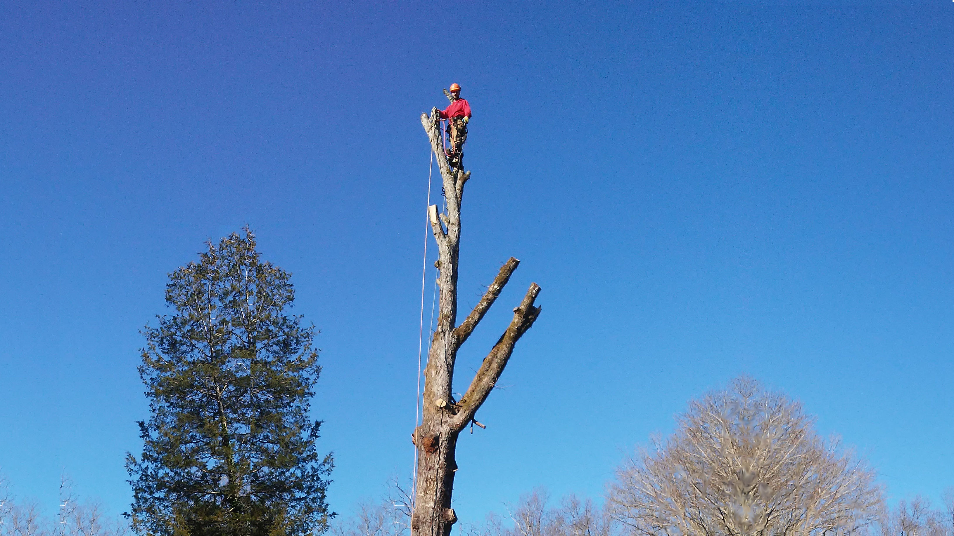 ISA Certified Arborist